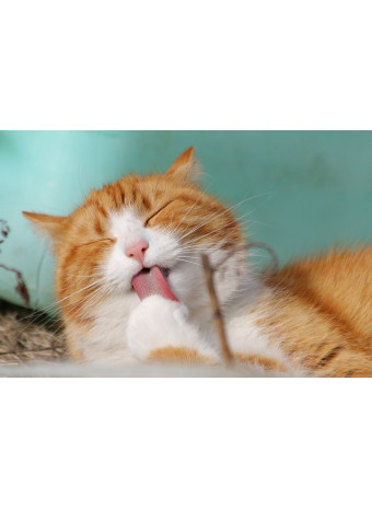 Чому кішки не пахнуть