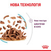 Вологий корм для котів Royal Canin Sensory Feel Gravy pouch 85 г, 3+1 шт - домашня птиця