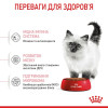Набір корму для кошенят Royal Canin Kitten 2 кг + 4 pouch - домашня птиця
