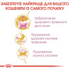 Сухий корм для кошенят породи мейн-кун Royal Canin Kitten Maine Coon 2 кг + контейнер у подарунок (домашня птиця)