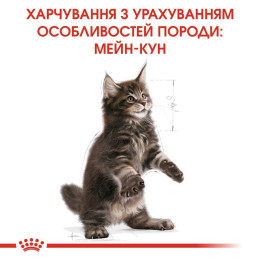 Сухий корм для кошенят породи мейн-кун Royal Canin Kitten Maine Coon 2 кг + контейнер у подарунок (домашня птиця)