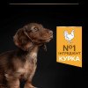 Сухий корм для цуценят та молодих собак Pro Plan Puppy Small & Mini 3 кг - курка