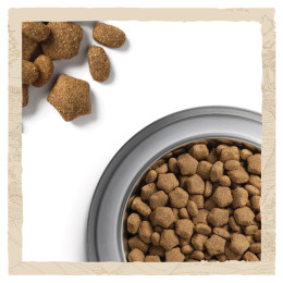 Сухий корм для активних собак всіх порід Dog Chow Active Chicken 14 кг (курка)